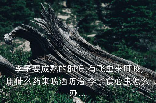  李子要成熟的時候,有飛蟲來叮咬,用什么藥來噴灑防治 李子食心蟲怎么辦...