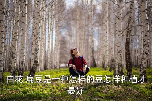 白花 扁豆是一種怎樣的豆怎樣種植才最好