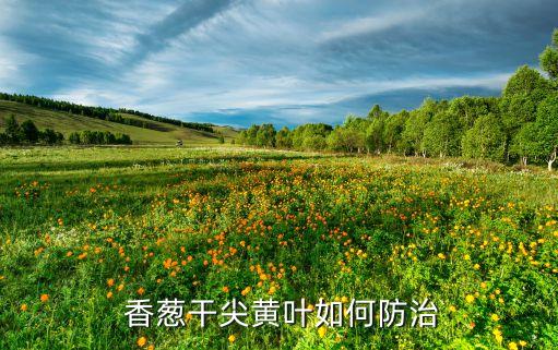 香蔥干尖黃葉如何防治