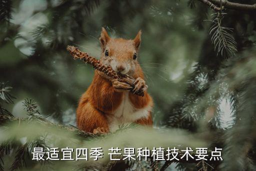 最適宜四季 芒果種植技術(shù)要點