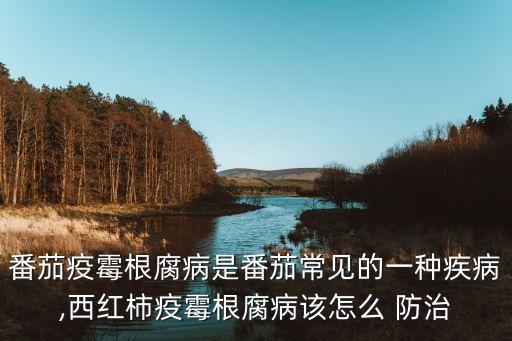 疫腐病用什么農藥防治,檳榔防治心腐病的農藥
