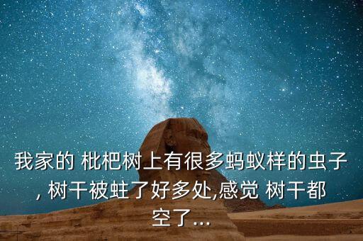 我家的 枇杷樹上有很多螞蟻樣的蟲子, 樹干被蛀了好多處,感覺 樹干都空了...