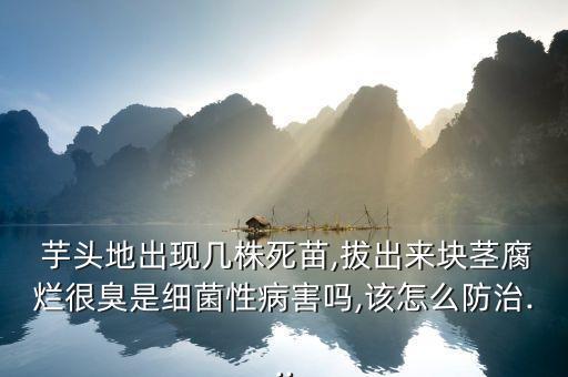 芋頭爛葉噴什么農藥,芋頭葉不能和什么一起吃