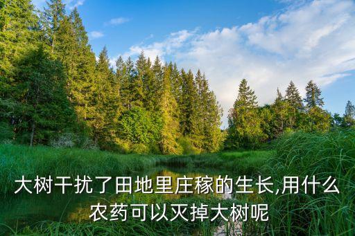 什么農(nóng)藥可以毒樹,雜樹用什么農(nóng)藥根除