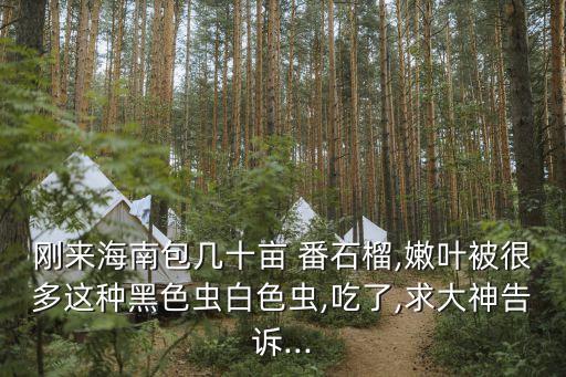 剛來(lái)海南包幾十畝 番石榴,嫩葉被很多這種黑色蟲(chóng)白色蟲(chóng),吃了,求大神告訴...