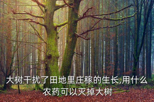 大樹干擾了田地里莊稼的生長(zhǎng),用什么 農(nóng)藥可以滅掉大樹
