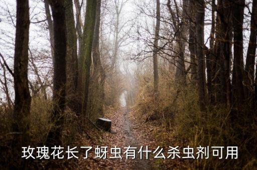 玫瑰花上粉打什么農藥,粉玫瑰花11朵代表什么意義