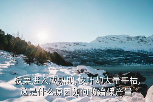 板栗什么時候可以打農藥,什么時候打板栗最合適