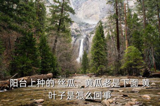 陽臺上種的 絲瓜、黃瓜老是下面 黃葉子是怎么回事