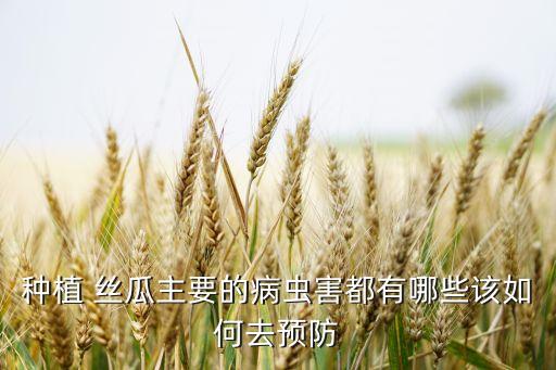 絲瓜用什么打農藥,什么武器打絲瓜好