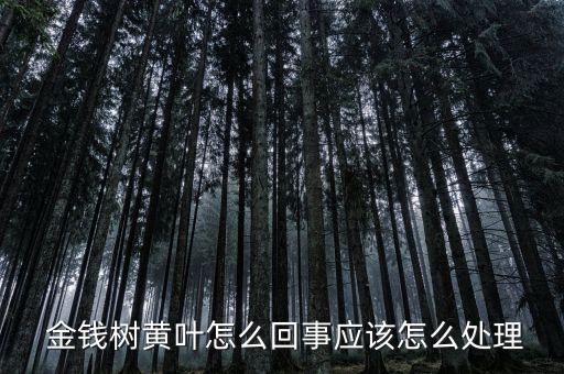 金錢樹葉子發(fā)黃用什么農(nóng)藥,冬天金錢樹葉子發(fā)黃怎么處理怎么補救