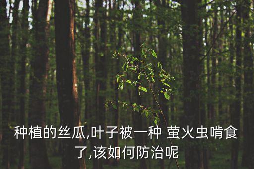 螢火蟲打什么農藥好,殺螢火蟲用什么農藥