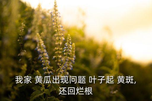 黃瓜葉子有黃斑打什么農藥,黃瓜苗葉子有黃斑是啥原因