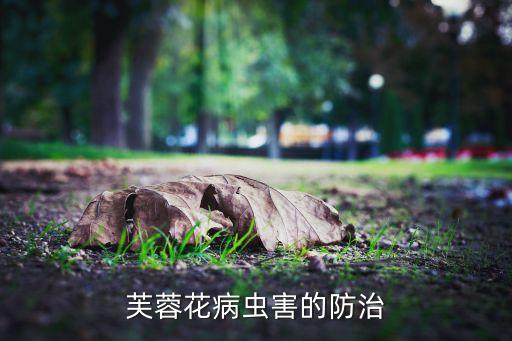 芙蓉花病蟲害的防治