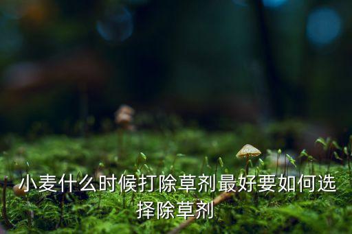  小麥什么時候打除草劑最好要如何選擇除草劑
