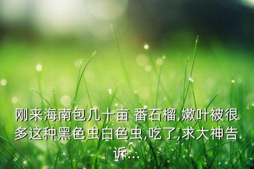 剛來海南包幾十畝 番石榴,嫩葉被很多這種黑色蟲白色蟲,吃了,求大神告訴...