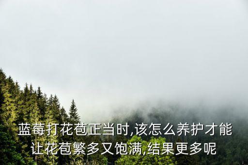  藍莓打花苞正當時,該怎么養護才能讓花苞繁多又飽滿,結果更多呢
