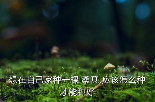 想在自己家種一棵 桑葚,應該怎么種才能種好