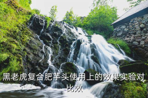 黑老虎復合肥芋頭使用上的效果實驗對比效