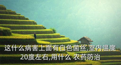 這什么病害上面有白色菌絲,室內(nèi)溫度20度左右,用什么 農(nóng)藥防治