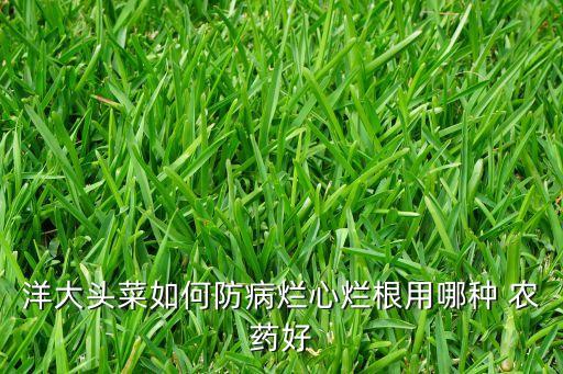 洋大頭菜如何防病爛心爛根用哪種 農(nóng)藥好
