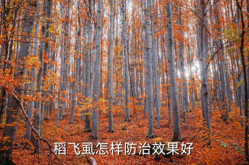,打稻飛虱用什么農(nóng)藥最有效