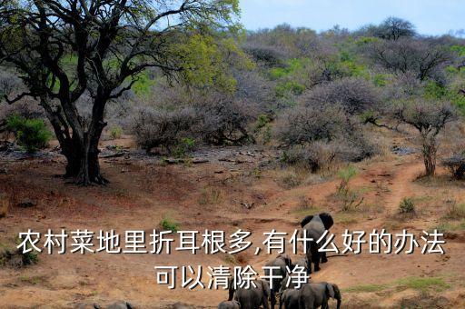 農村菜地里折耳根多,有什么好的辦法可以清除干凈