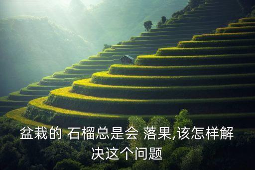 盆栽的 石榴總是會 落果,該怎樣解決這個問題