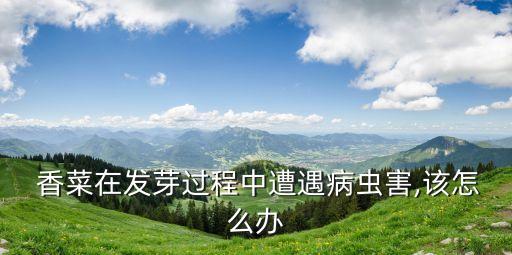  香菜在發(fā)芽過程中遭遇病蟲害,該怎么辦