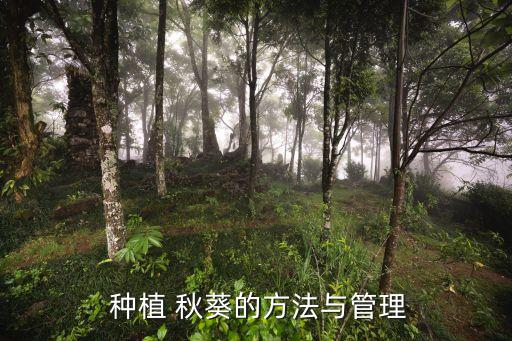  種植 秋葵的方法與管理