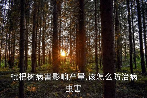 枇杷樹干被蛀打什么農(nóng)藥