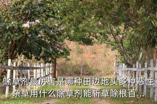 除草劑最厲害是哪種田邊地頭多種惡性雜草用什么除草劑能斬草除根百...