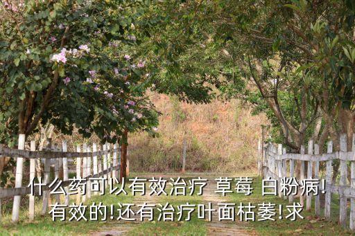專治草莓白粉病農藥是什么,草莓苗白粉病是什么原因造成的
