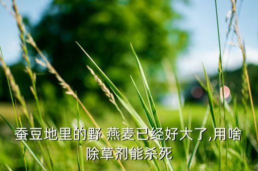 大田燕麥用什么農藥,水燕麥打什么農藥