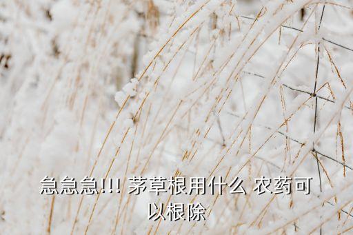 殺茅草要什么農(nóng)藥好用,茅草用什么農(nóng)藥除根