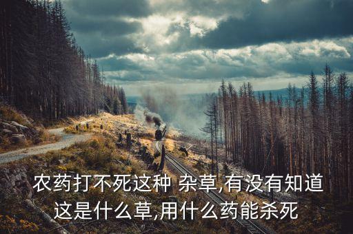  農藥打不死這種 雜草,有沒有知道這是什么草,用什么藥能殺死
