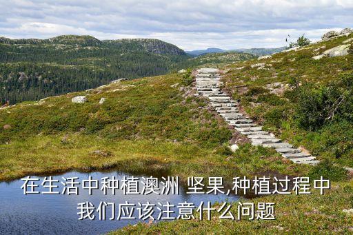 在生活中種植澳洲 堅果,種植過程中我們應該注意什么問題