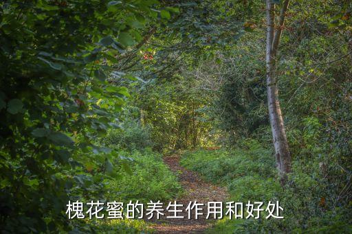 槐花蜜的養(yǎng)生作用和好處