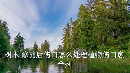 樹木 修剪后傷口怎么處理植物傷口愈合劑