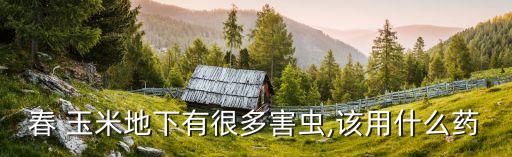 春 玉米地下有很多害蟲,該用什么藥