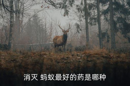 消滅 螞蟻?zhàn)詈玫乃幨悄姆N