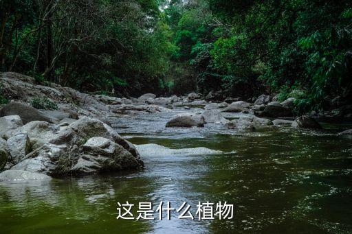 這是什么植物