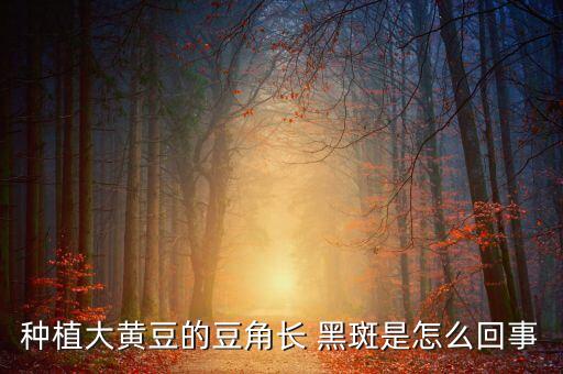 種植大黃豆的豆角長 黑斑是怎么回事