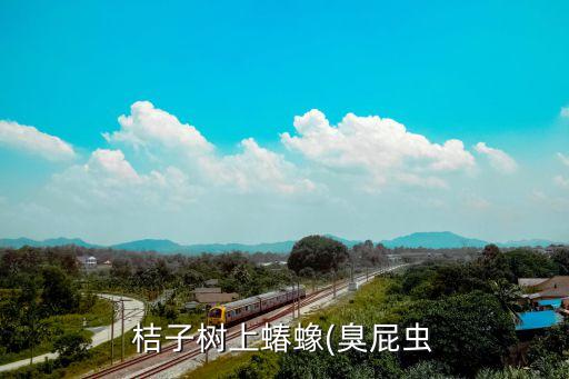 柑橘子蚤用什么農藥,橘子開花打什么農藥