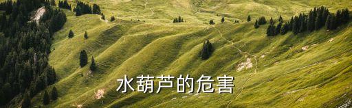 水葫蘆的危害