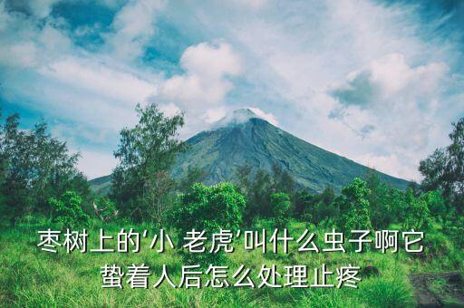 棗樹上的‘小 老虎’叫什么蟲子啊它蟄著人后怎么處理止疼