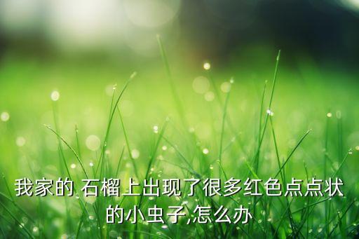 石榴表皮斑點什么原因,石榴斑點用什么農藥