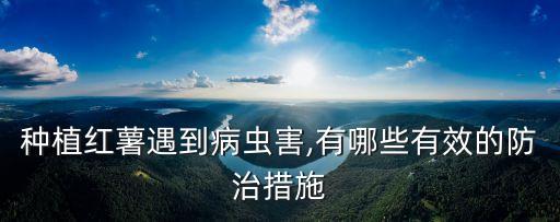 種植紅薯遇到病蟲害,有哪些有效的防治措施