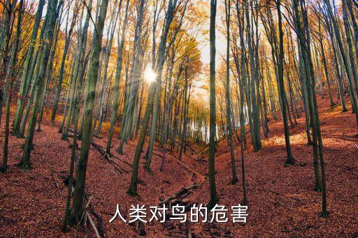 農(nóng)藥對鳥有什么壞處,農(nóng)藥有什么好處和壞處