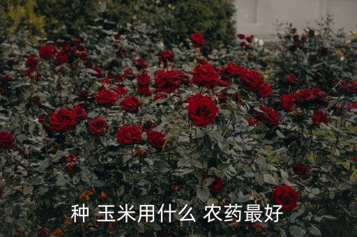 種 玉米用什么 農藥最好